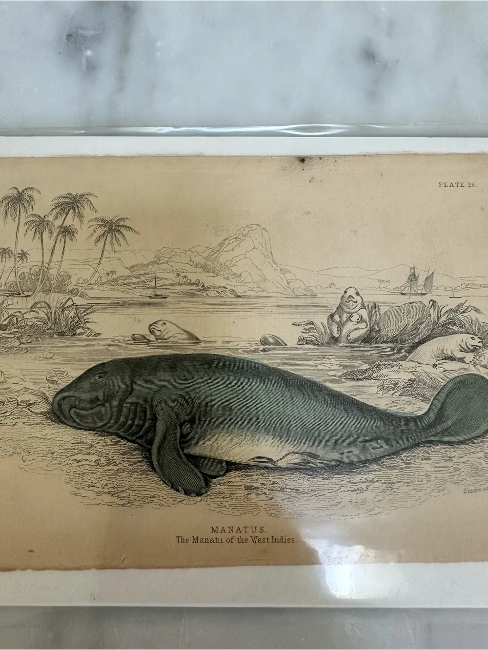 1800s Jardines The Naturalist’s Library Library Lynx, Manatee, Dolphin Prints